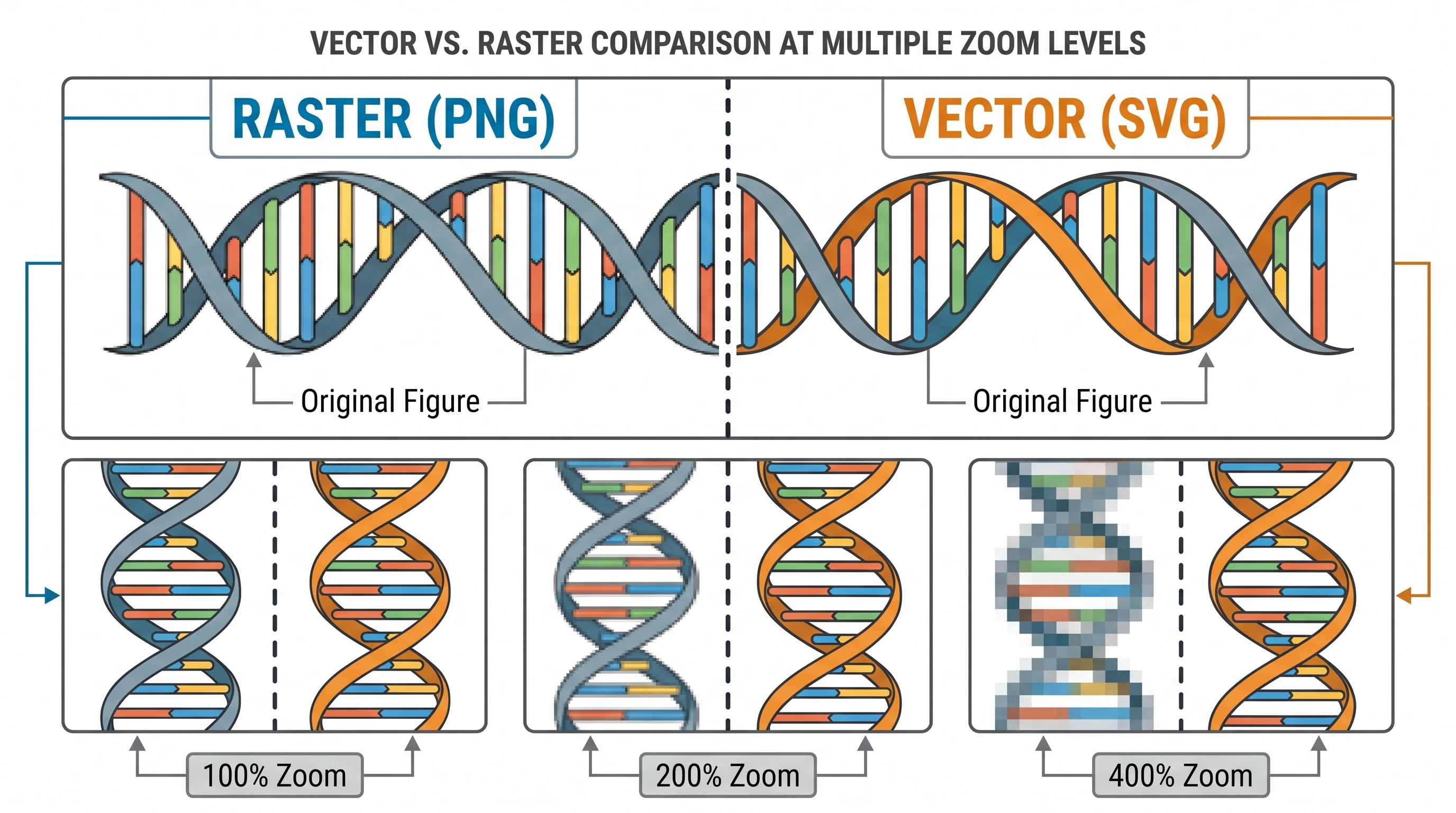 Vector vs raster comparison at 100%, 200%, 400% zoom: PNG becomes pixelated while SVG remains crisp at all magnifications (Figure generated with SciFig)