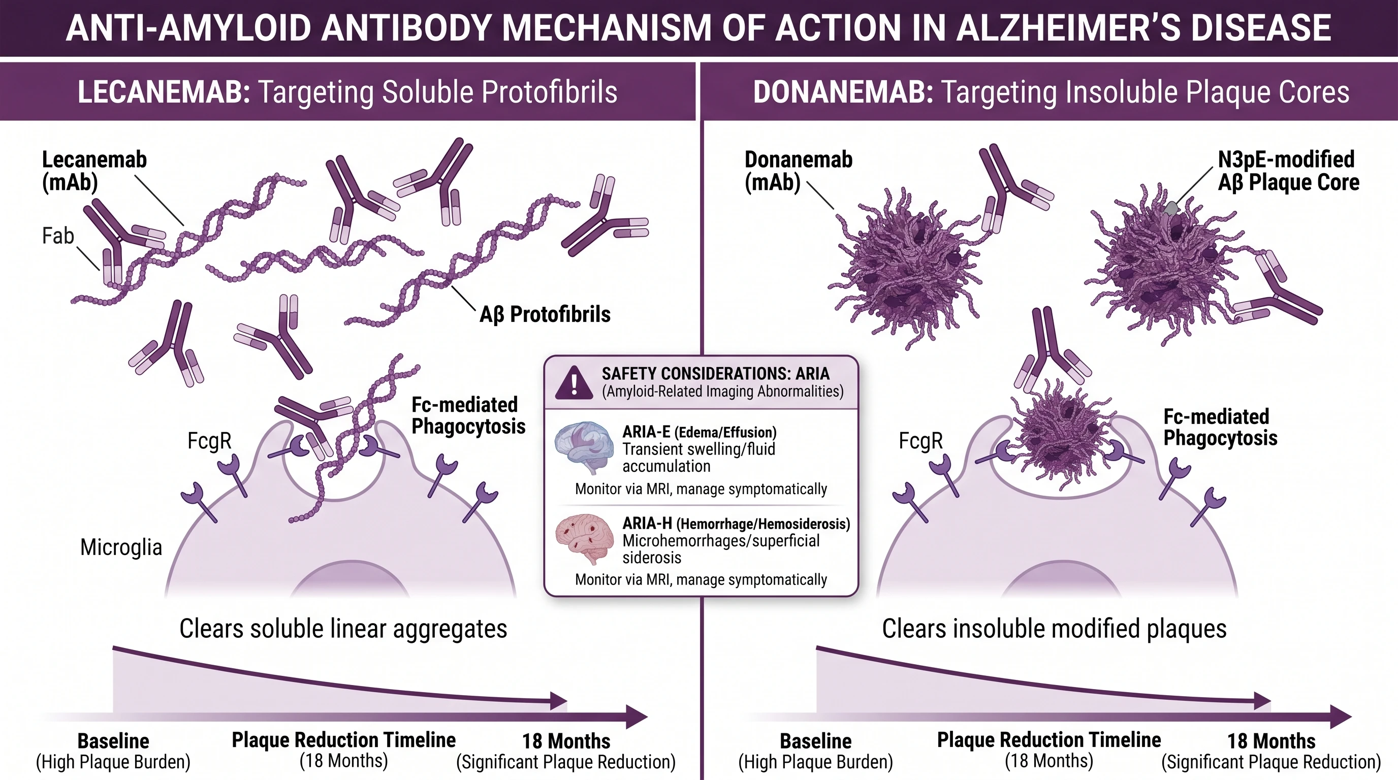 Anti-amyloid antibody MOA: lecanemab targets Aβ protofibrils, donanemab targets N3pE plaque cores, both trigger Fc-mediated microglial phagocytosis (Figure generated with SciFig)