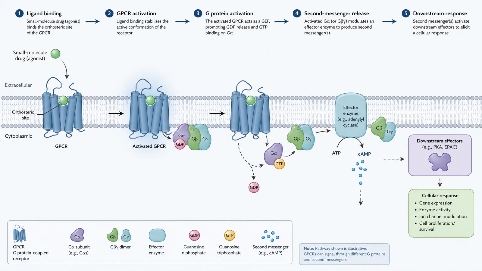 AAPS PharmSci 360 2026 drug receptor mechanism of action figure for a preclinical and translational sciences poster: a small-molecule drug binding the orthosteric site of a cell-membrane receptor, triggering a downstream signaling cascade (Figure generated with SciFig)