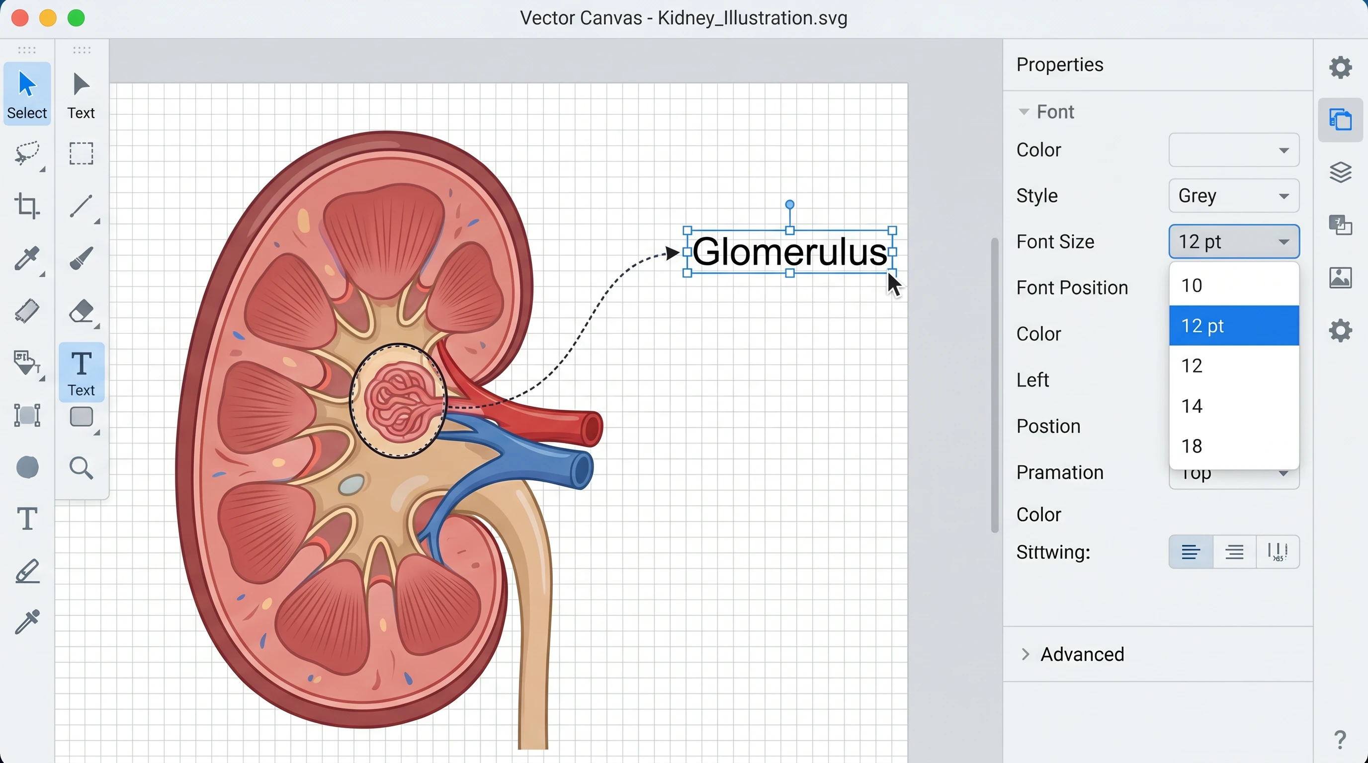 Vector canvas: editable kidney illustration with labels (Figure generated with SciFig)