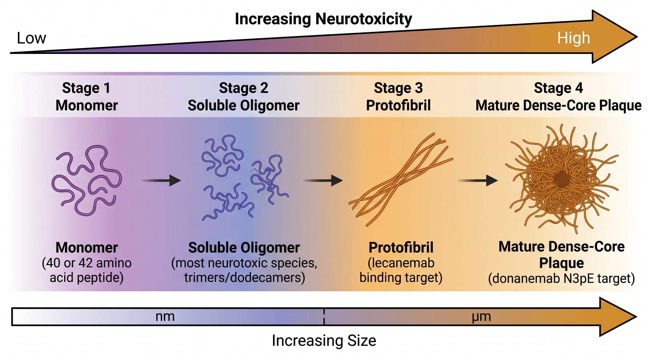 Four-stage Aβ aggregation cascade from monomer to dense-core plaque, with lecanemab and donanemab target species annotated (Figure generated with SciFig)
