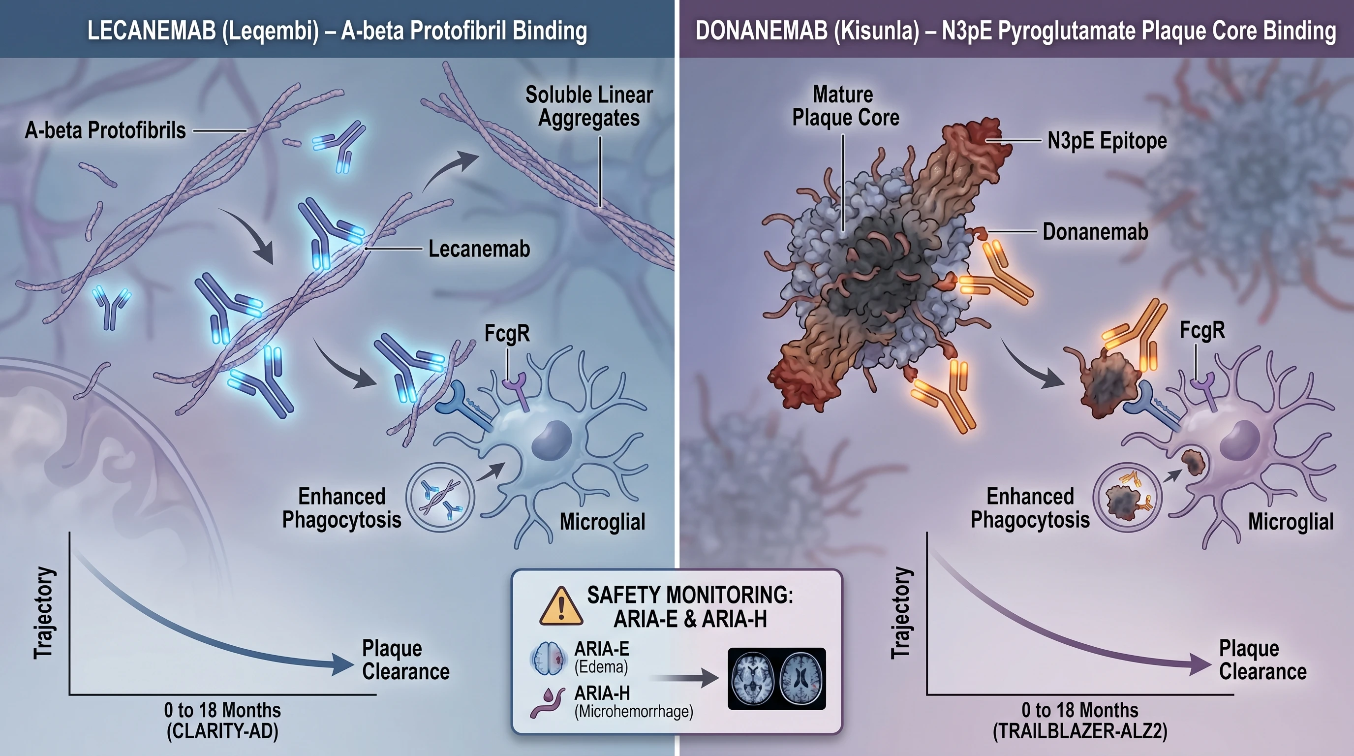 Lecanemab targeting Abeta protofibril aggregates versus donanemab targeting N3pE plaque cores, both triggering microglial Fc receptor-mediated phagocytosis (Figure generated with SciFig)