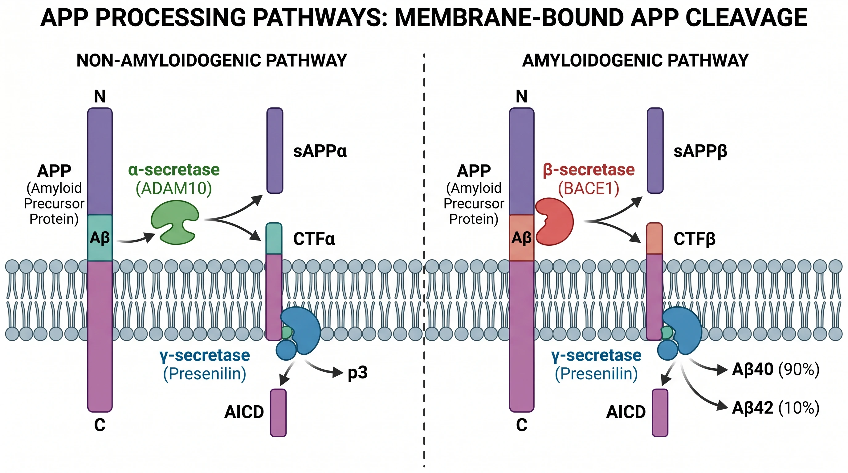 APP processing comparing non-amyloidogenic alpha-secretase pathway producing sAPP-alpha versus amyloidogenic BACE1 and gamma-secretase generating Abeta40 and Abeta42 (Figure generated with SciFig)