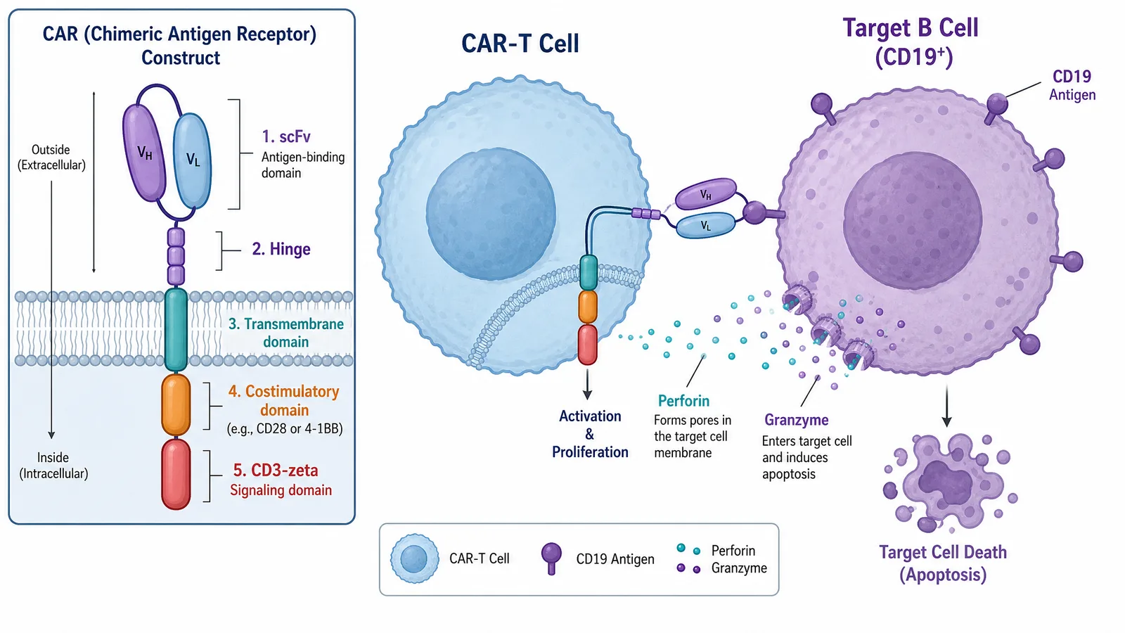 ASH 2026 CAR-T cell mechanism figure for a hematology poster: chimeric antigen receptor construct with scFv, hinge, transmembrane, costimulatory, and CD3-zeta domains recognizing CD19 and driving B-cell lysis (Figure generated with SciFig)