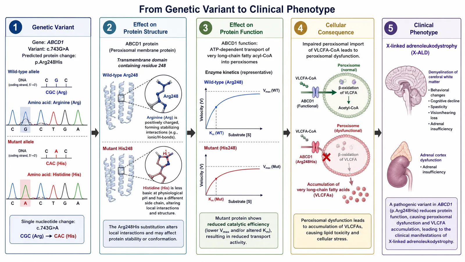 ASHG 2026 variant-to-phenotype mechanism figure for a human genetics poster: a missense variant altering protein function, disrupting cellular signaling, and producing a clinical phenotype (Figure generated with SciFig)