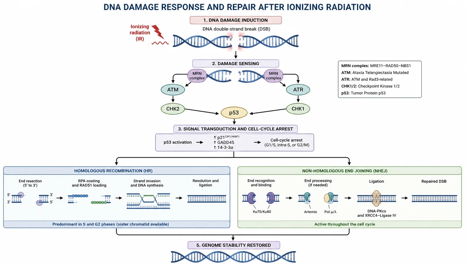 ASTRO 2026 DNA damage response and repair pathway figure for a radiation oncology poster: ionizing radiation causing double-strand breaks, ATM/ATR sensing, CHK1/CHK2 and p53 checkpoint signaling, and the split between homologous recombination and non-homologous end joining (Figure generated with SciFig)