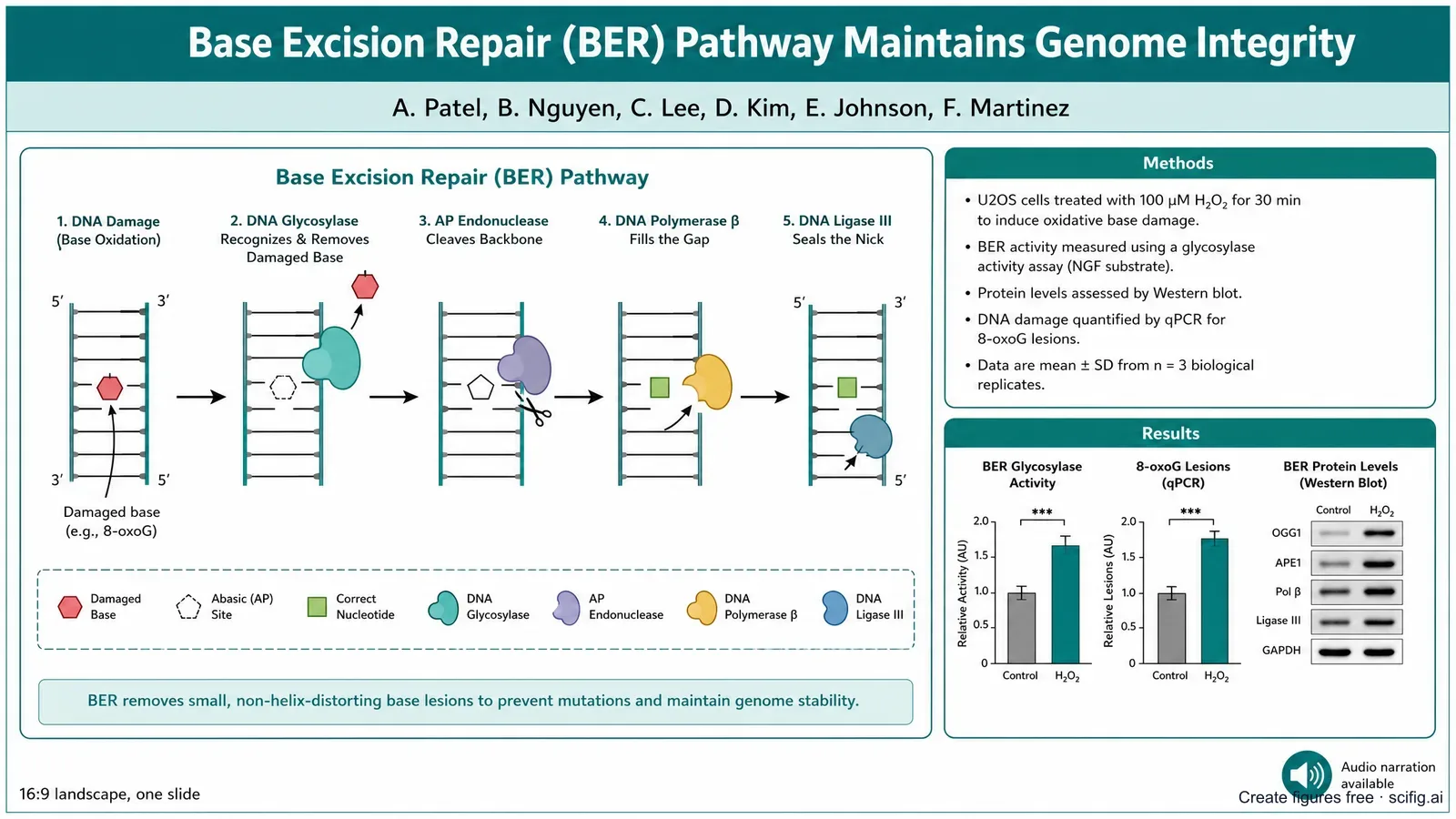 ASTRO 2026 electronic poster template: a single landscape 16:9 slide with a title bar, author row, a hero radiotherapy mechanism figure, and compact methods and results panels for a radiation oncology e-poster (Figure generated with SciFig)