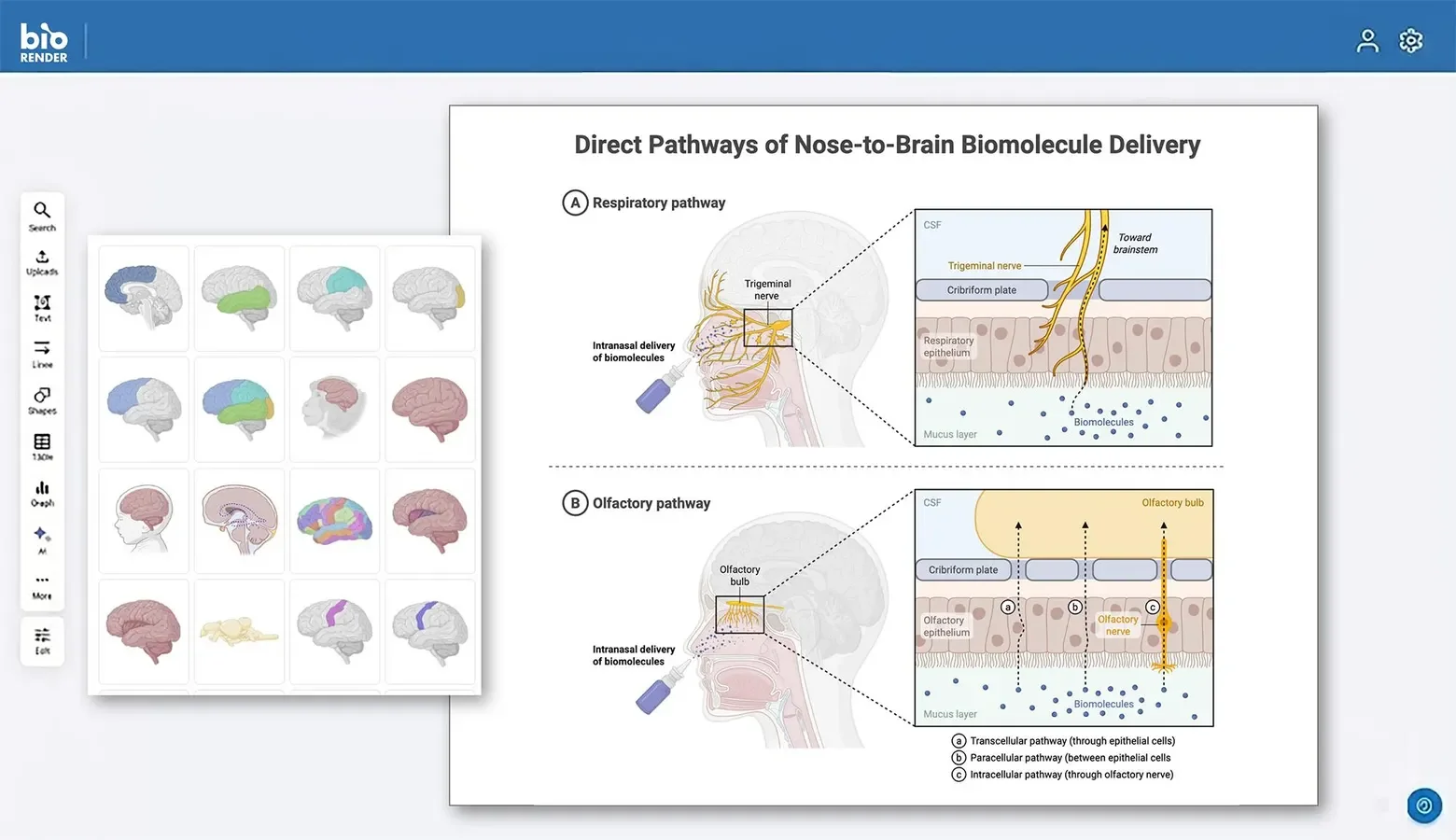 BioRender 界面截图:拖拽式生物图标库 + 模板编辑器,生命科学研究者常用的科研插图工具(图片由 SciFig 生成)