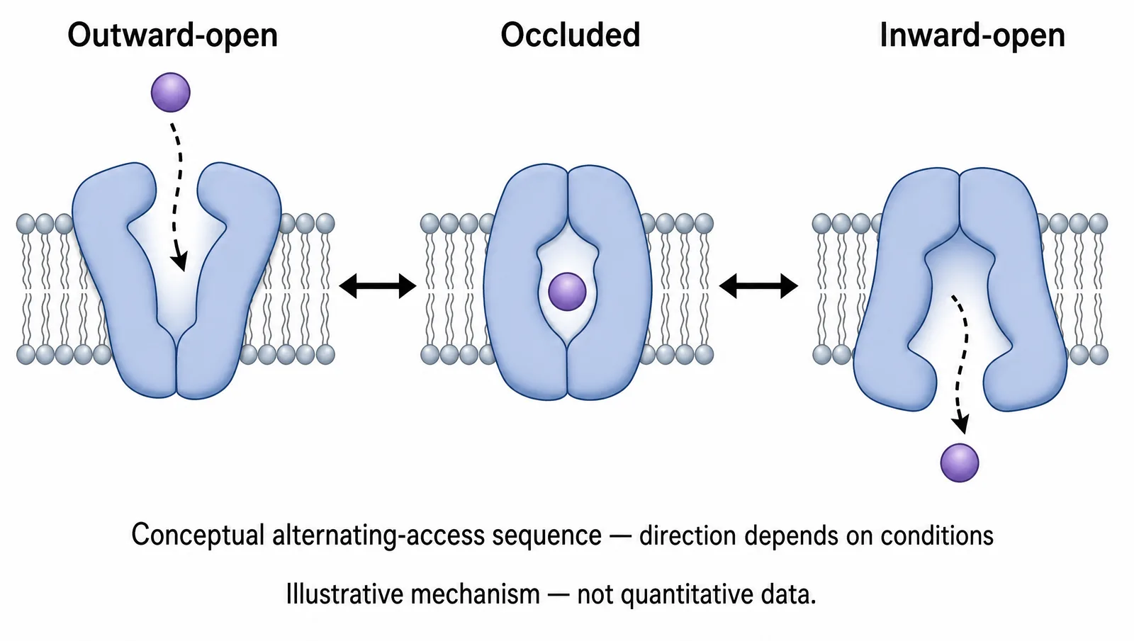 BPS 2027 membrane-protein transport cycle poster figure with outward-open, occluded, and inward-open states and reversible transitions across the lipid bilayer (Figure generated with SciFig)
