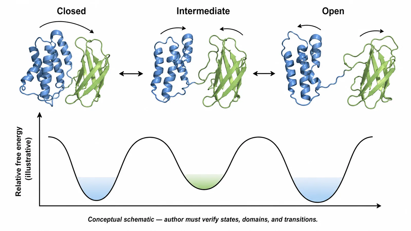 BPS 2027 protein conformational ensemble poster figure with closed, intermediate, and open states, motion arrows, and an illustrative free-energy profile (Figure generated with SciFig)