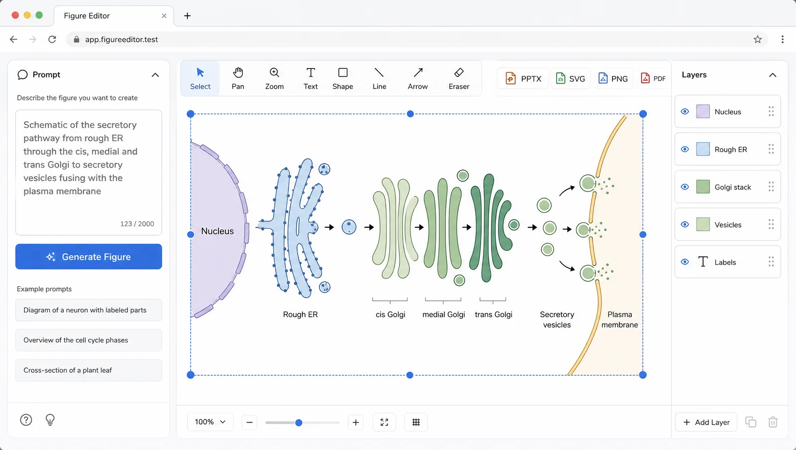 Cell Bio 2026 poster figure workflow: a text prompt on the left generating an editable secretory pathway schematic on the right, with PPTX and SVG export (Figure generated with SciFig)