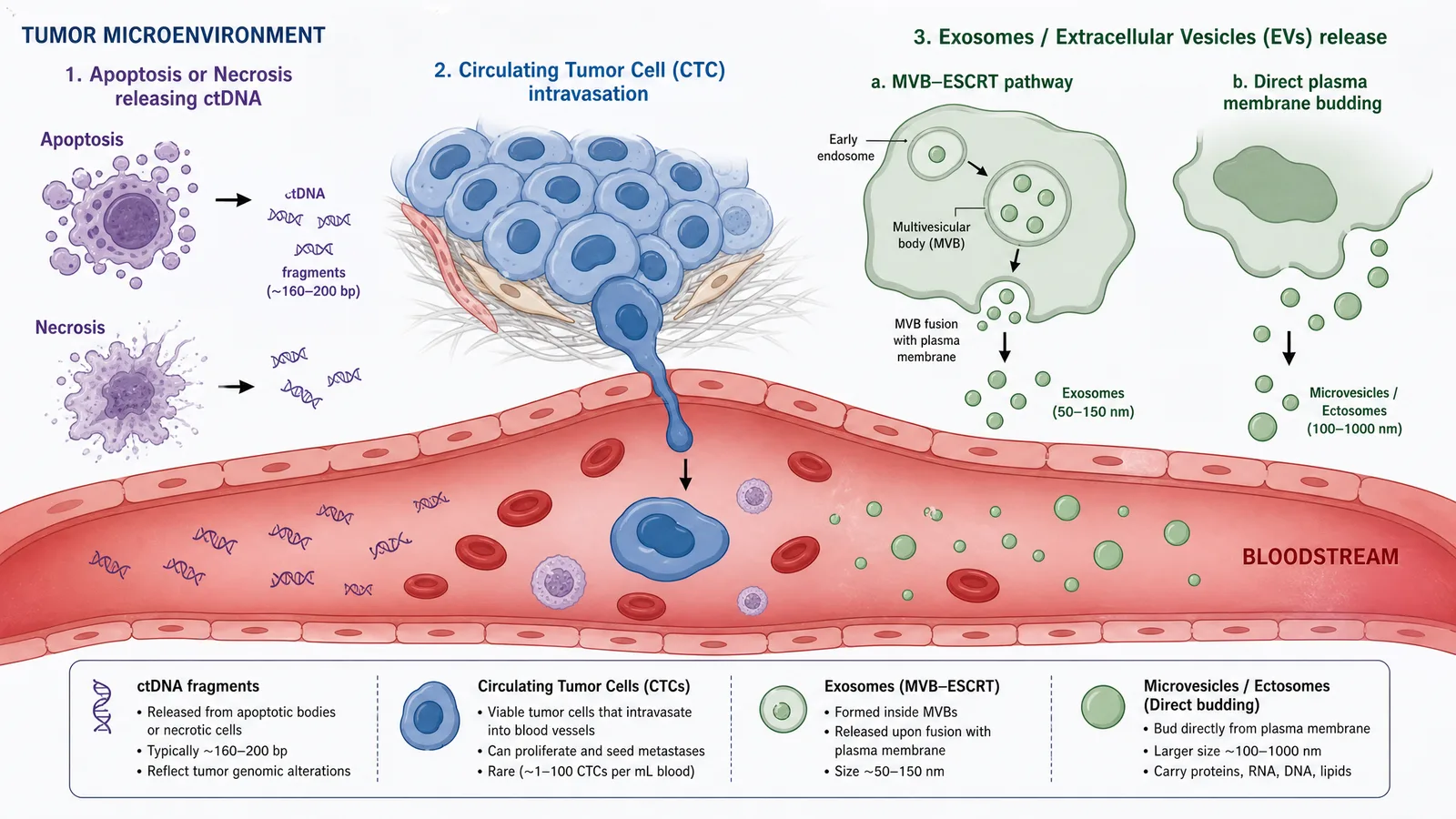 EACR Liquid Biopsies 2026 tumor biomarker shedding mechanism figure for a poster or slide: ctDNA release by apoptosis and necrosis, CTC intravasation into the vasculature, and exosome biogenesis into the bloodstream (Figure generated with SciFig)