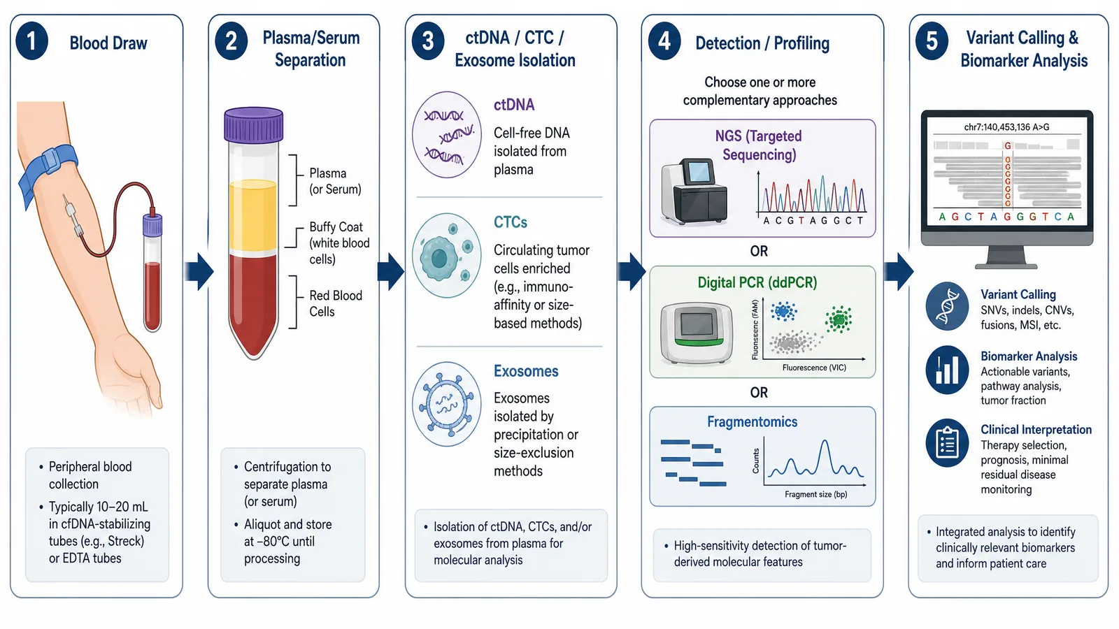 EACR Liquid Biopsies 2026 liquid biopsy workflow figure for an oncology poster: blood draw, plasma separation, ctDNA, CTC, and exosome isolation, and NGS-based biomarker detection and analysis (Figure generated with SciFig)