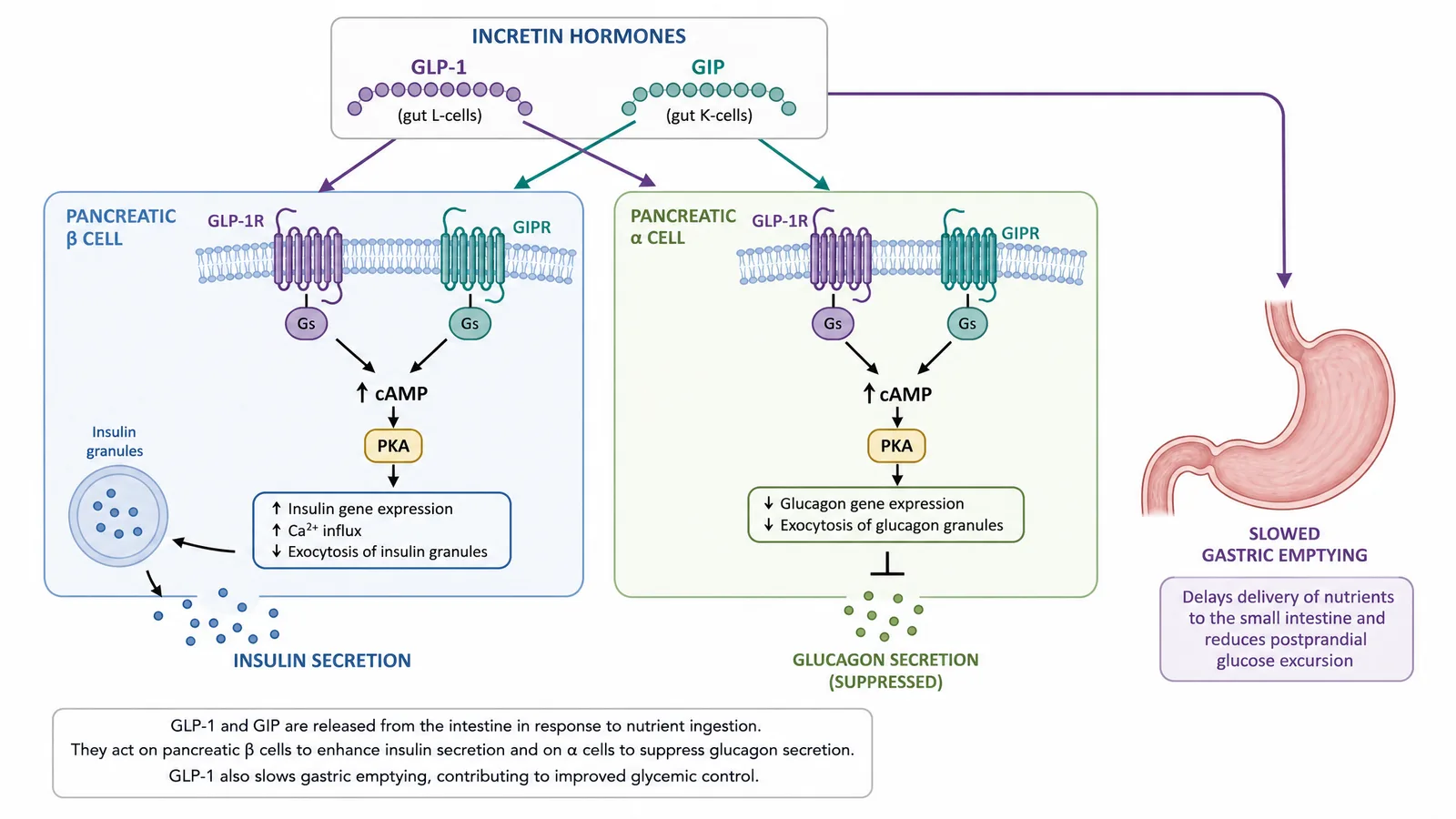 EASD 2026 incretin and GLP-1 receptor signaling pathway figure for a diabetes poster or slide: GLP-1 and GIP acting on a pancreatic beta cell through cAMP and PKA to drive insulin secretion, suppress glucagon, and slow gastric emptying (Figure generated with SciFig)