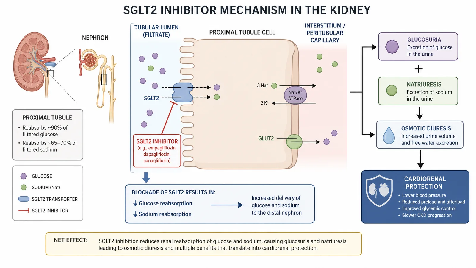 EASD 2026 SGLT2 inhibitor mechanism figure for a diabetes ePoster or short-oral slide: the sodium-glucose cotransporter 2 blocked at the kidney proximal tubule, reducing glucose and sodium reabsorption with downstream cardiorenal protection (Figure generated with SciFig)