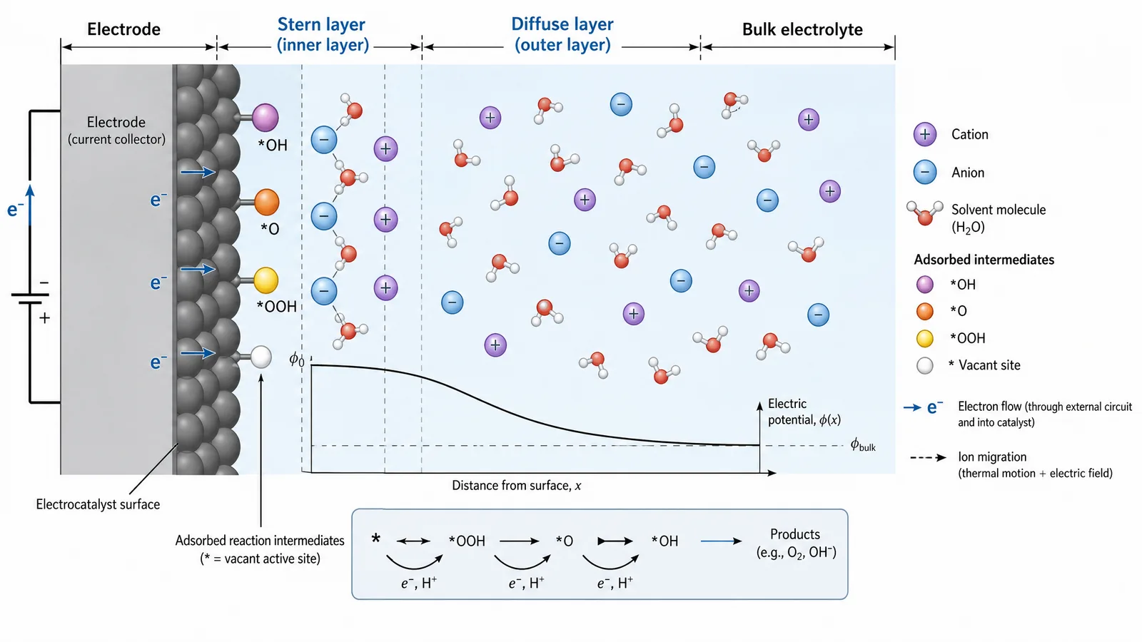 250th ECS Meeting 2026 electrode-electrolyte interface figure for an electrocatalysis poster or slide: electrical double layer with Stern and diffuse layers, adsorbed reaction intermediates at the catalyst surface, and labeled electron transfer direction (Figure generated with SciFig)