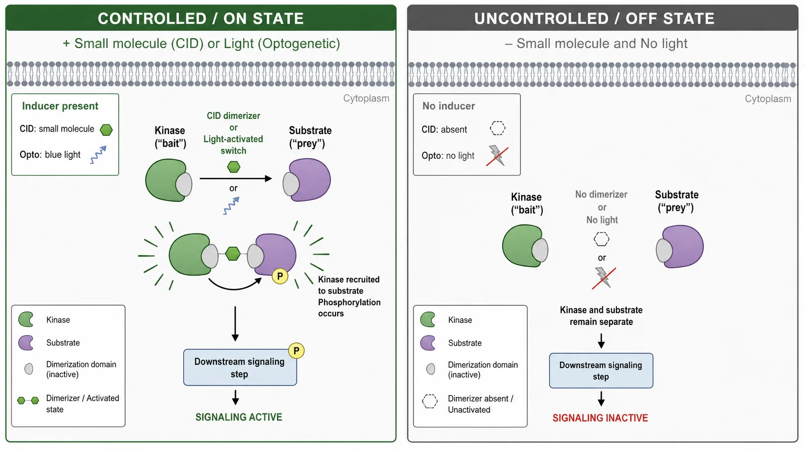 EMBO Chemical Biology 2026 chemogenetic pathway control figure for a chemical biology poster: a chemically induced dimerization switch recruiting a kinase to its substrate, shown in the controlled "on" state and the uncontrolled "off" state of a signaling pathway (Figure generated with SciFig)