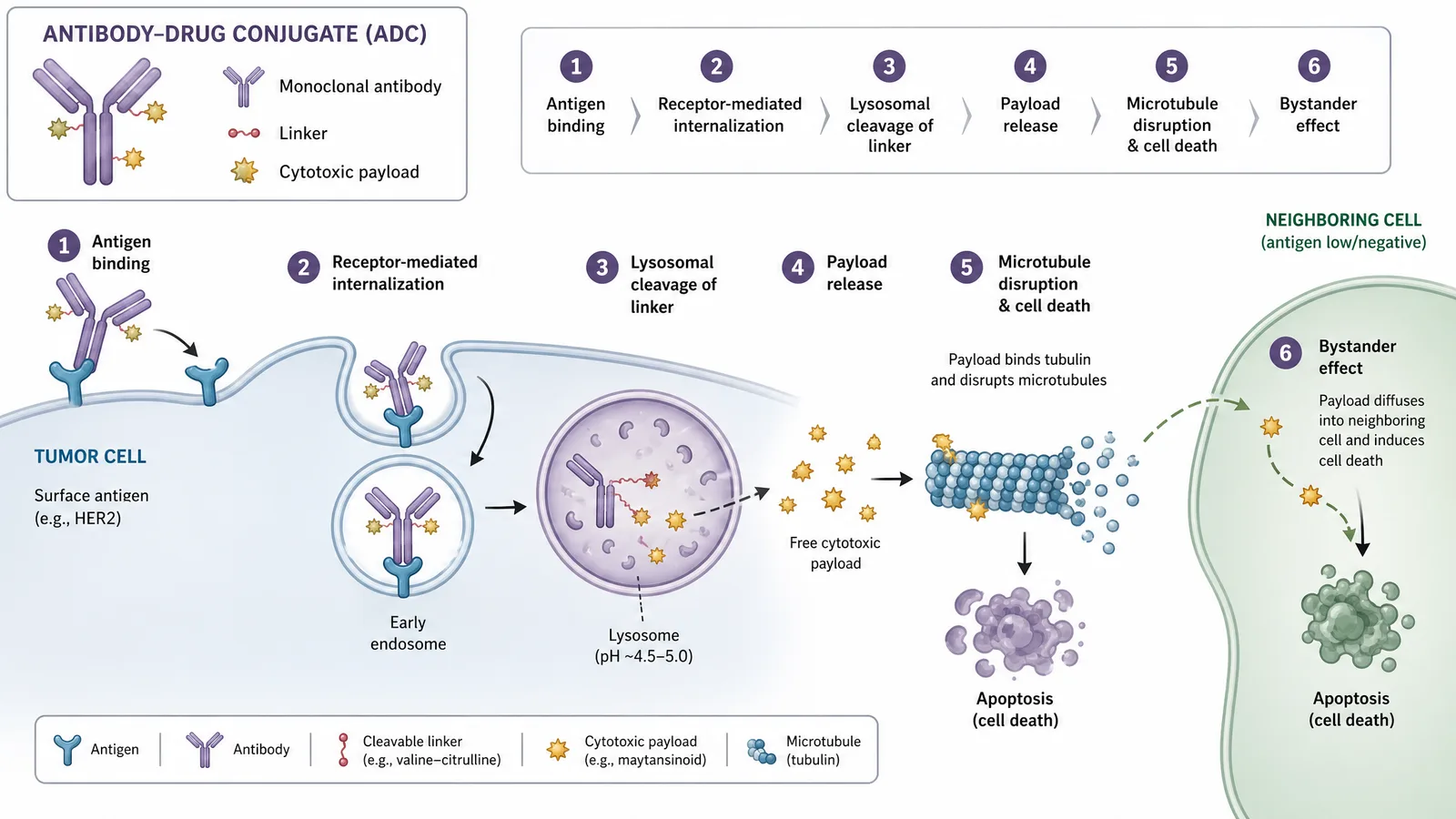 ESMO 2026 antibody-drug conjugate (ADC) mechanism figure for an oncology poster: antibody binds tumor antigen, internalization, lysosomal linker cleavage, payload release, bystander effect (Figure generated with SciFig)