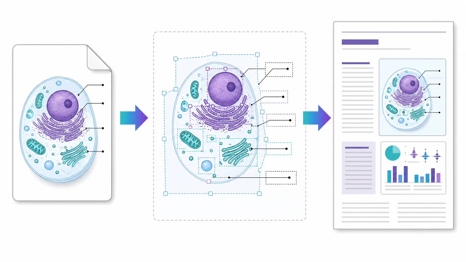 An exported cell illustration opened on an editing canvas with its labels selected as separate layers, then placed in a journal article layout (Figure generated with SciFig)