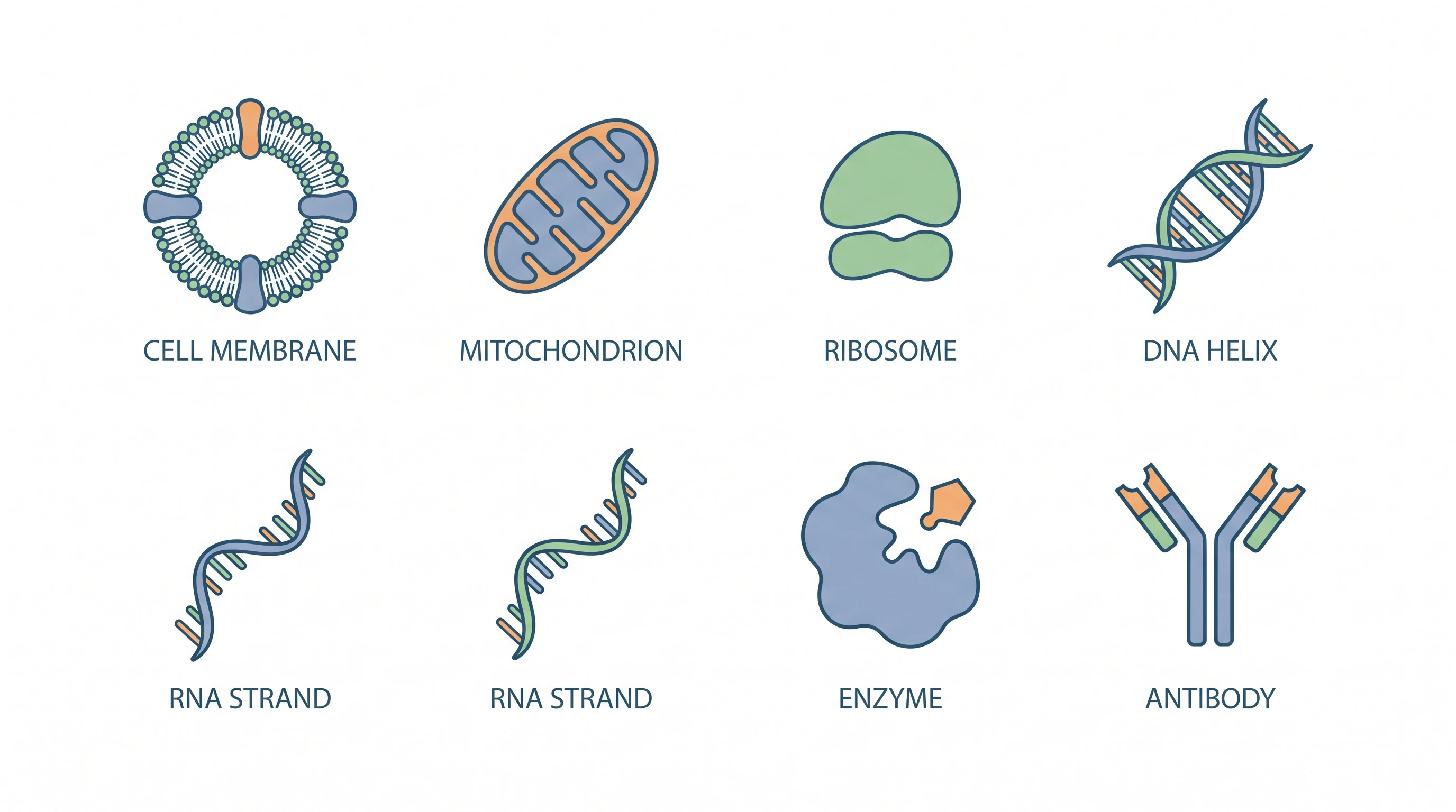 Biology vector icons in grid: cell, mitochondrion, ribosome, DNA, RNA (Figure generated with SciFig)