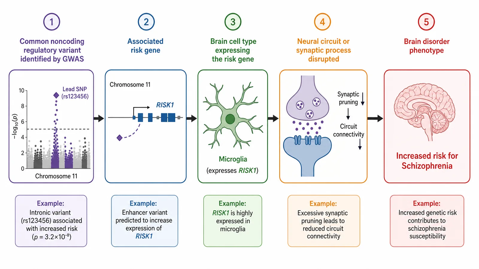 Genomics of Brain Disorders 2026 genetic risk pathway figure for a neurogenomics poster: a GWAS risk variant linked to its target gene, the brain cell type expressing it, and the neural circuit it disrupts (Figure generated with SciFig)