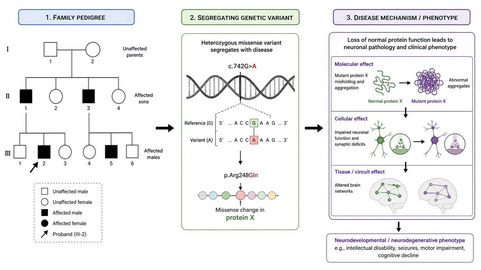 Genomics of Brain Disorders 2026 variant-to-phenotype figure for a genetics poster: a family pedigree linked through a segregating variant to a labeled neurodevelopmental mechanism panel (Figure generated with SciFig)
