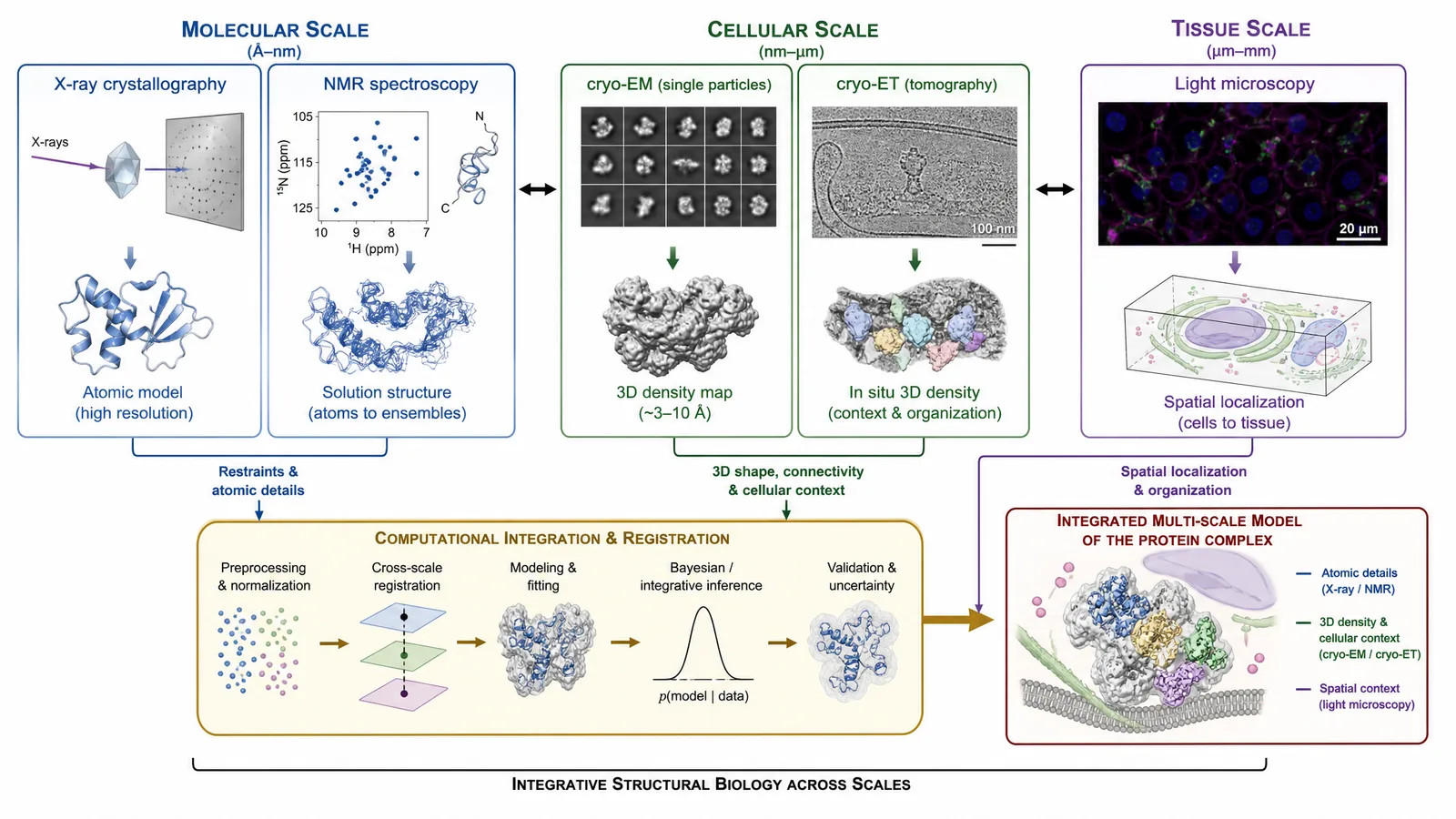 Keystone 2026 multiscale structural biology integration figure for a poster: X-ray and NMR molecular data, cryo-ET and cryo-EM cellular data, and microscopy registered and integrated across scales into a single structural model (Figure generated with SciFig)
