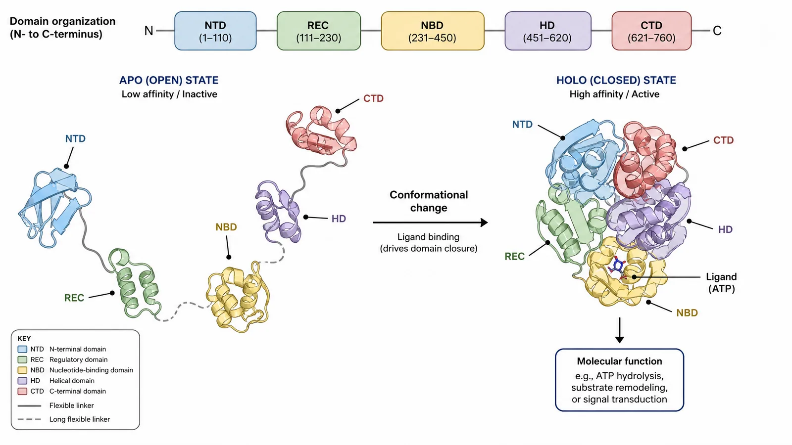 Keystone 2026 protein complex mechanism figure for a structural biology poster: a multi-domain protein complex with labeled domains and a conformational change driving its molecular function (Figure generated with SciFig)
