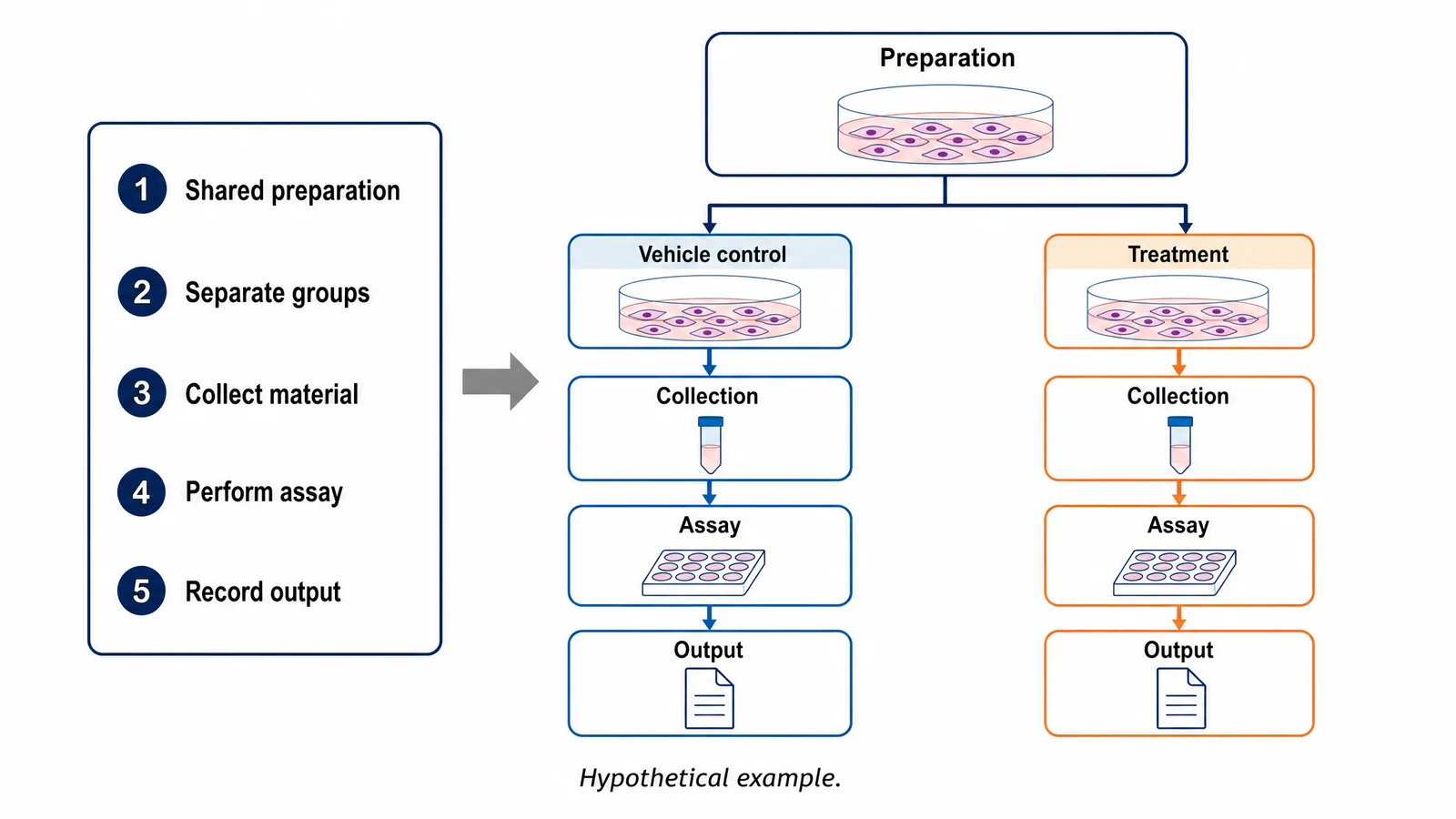 A methods figure drafting example connecting a written sequence with aligned control and treatment lanes and explicitly named measurement outputs (Figure generated with SciFig)