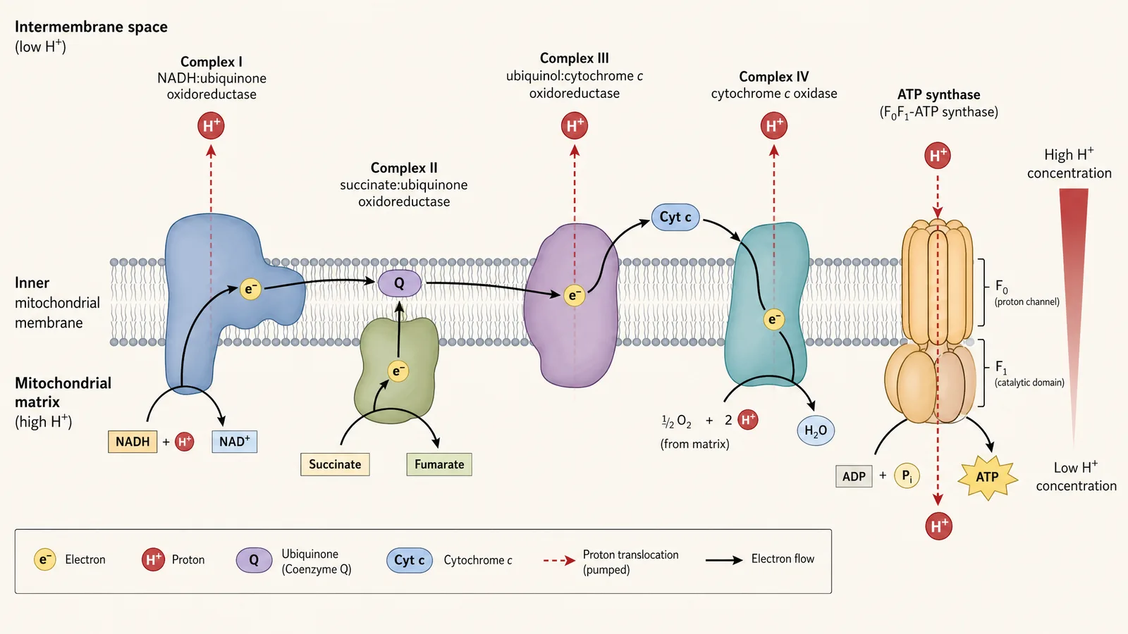 ÖGMBT / FEBS3+ 2026 metabolic pathway figure for a biochemistry poster: mitochondrial electron transport chain Complexes I through IV driving the proton gradient that powers ATP synthase during oxidative phosphorylation (Figure generated with SciFig)
