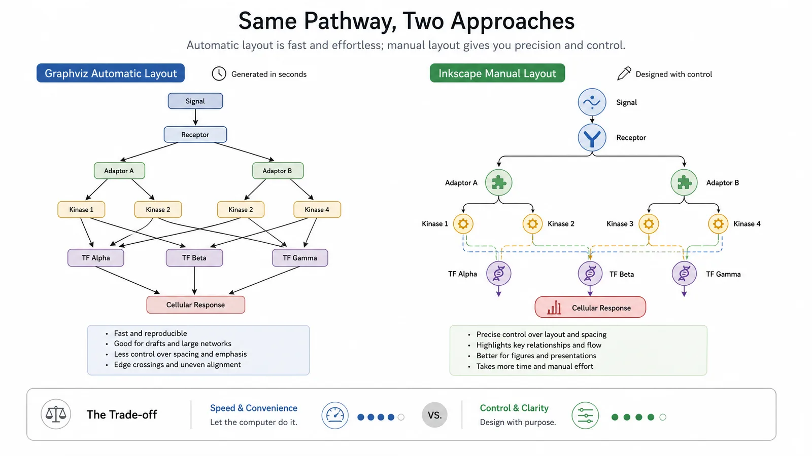 A comparison of the same pathway rendered by Graphviz automatic layout and by hand in Inkscape, showing the trade-off between speed and control (Figure generated with SciFig)