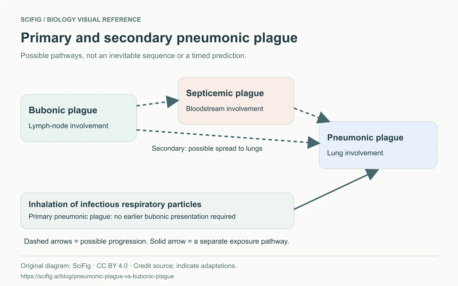 Posible extensión de la infección de los ganglios a la sangre o los pulmones, y peste neumónica primaria por inhalación. Flechas discontinuas: evolución posible. Textos en inglés.