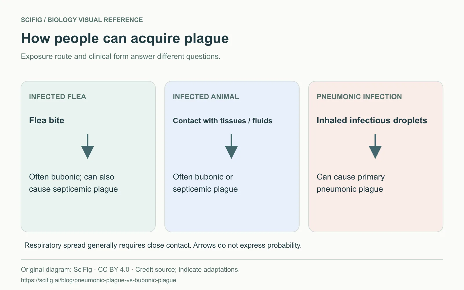 Exposición a la peste por pulgas infectadas, tejidos animales infectados y gotículas infecciosas durante el contacto cercano. Diagrama original de SciFig con textos en inglés.
