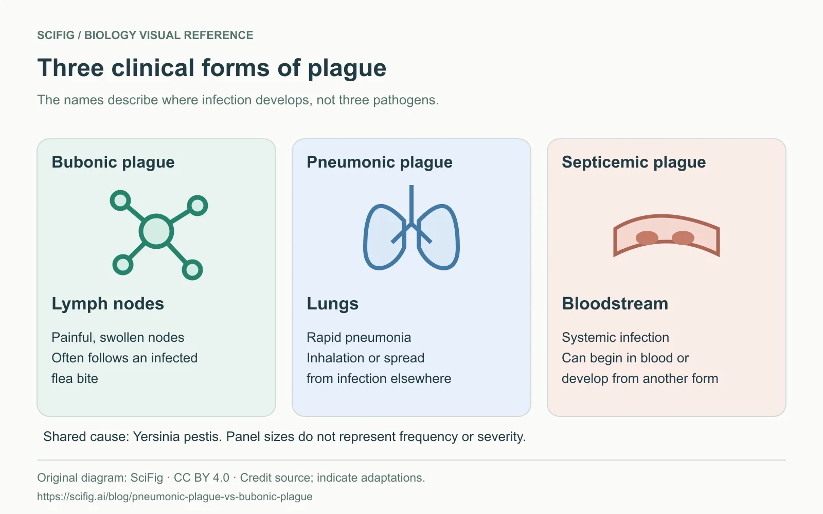 Comparación de tres formas de peste según la zona principal afectada: ganglios, pulmones y sangre. Diagrama original de SciFig con textos en inglés.