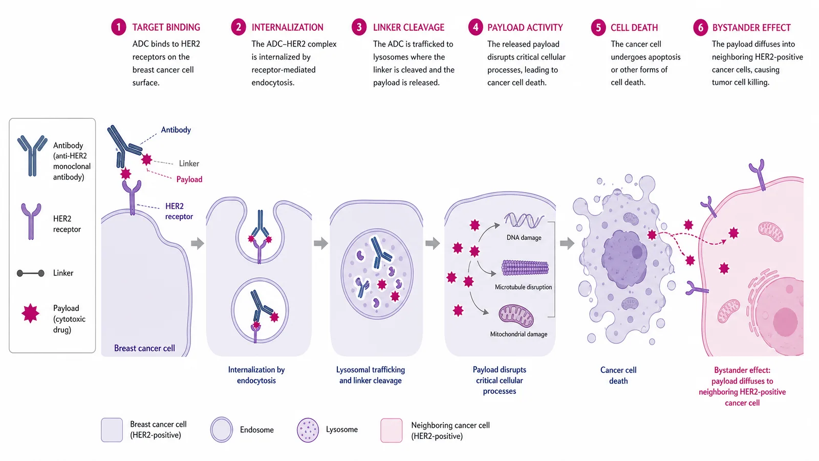 SABCS 2026 drug mechanism of action figure for a breast cancer poster: an antibody-drug conjugate binding HER2 on a tumor cell, linker cleavage, cytotoxic payload internalization, and bystander effect on neighboring cells (Figure generated with SciFig)