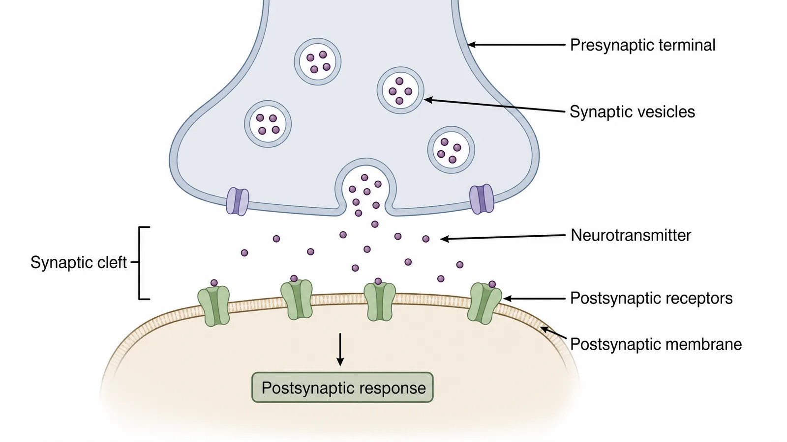 SfN Neuroscience 2026 synaptic transmission mechanism figure for a neuroscience poster/slide: presynaptic vesicle release, neurotransmitter crossing the synaptic cleft, and postsynaptic receptor binding in correct polarity (Figure generated with SciFig)