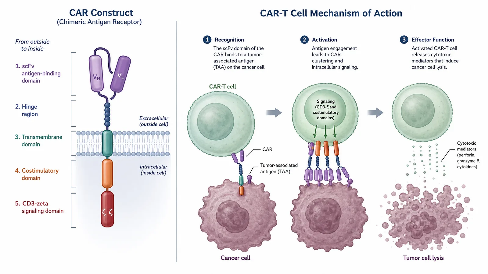 SITC 2026 CAR-T cell mechanism figure for a cell-therapy poster or slide: chimeric antigen receptor construct with scFv, hinge, transmembrane, costimulatory and CD3-zeta domains driving tumor-cell lysis (Figure generated with SciFig)