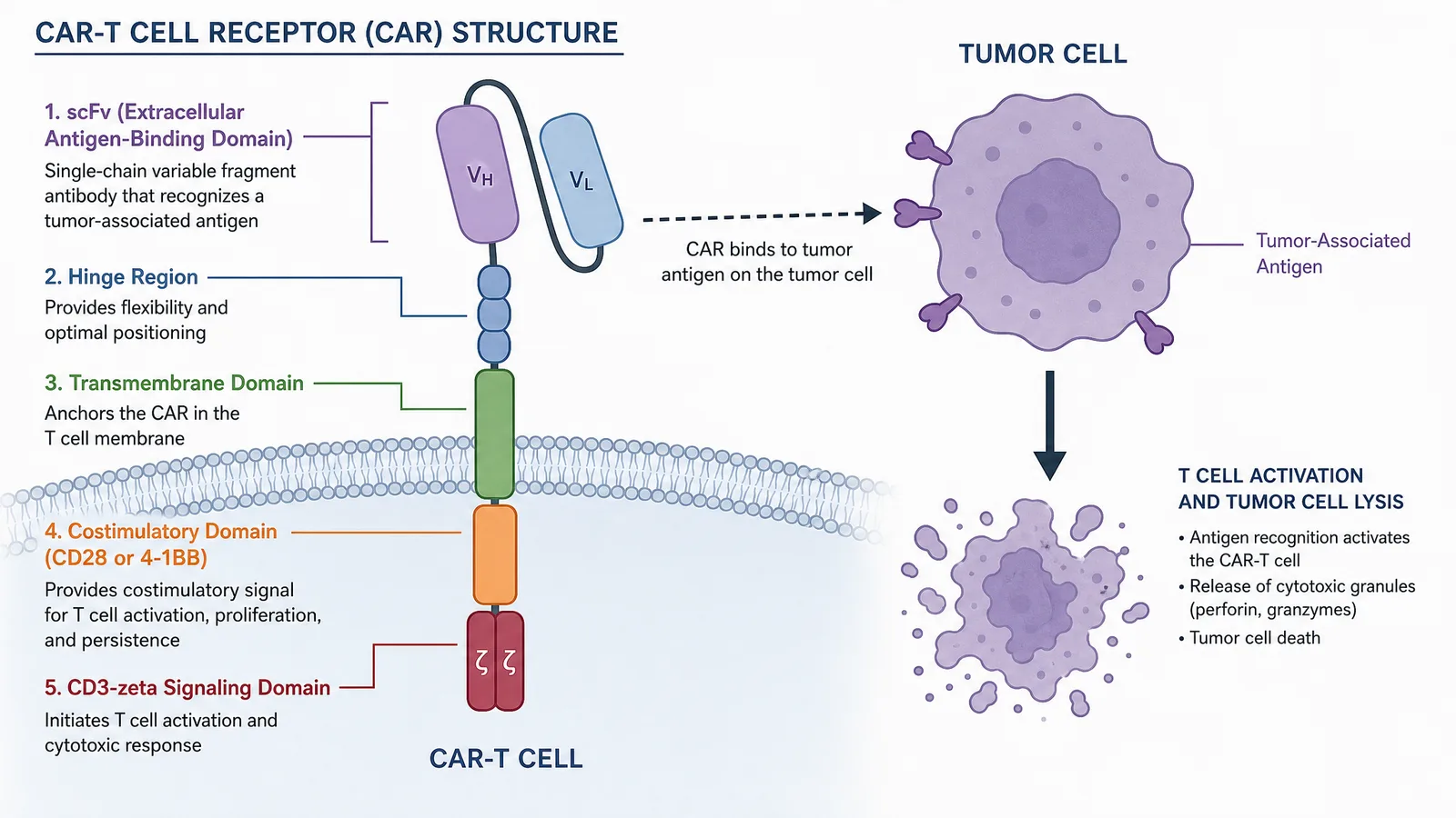 SOHO 2026 CAR-T cell construct figure: a chimeric antigen receptor with scFv, hinge, transmembrane, costimulatory and CD3-zeta domains driving tumor-cell lysis (Figure generated with SciFig)