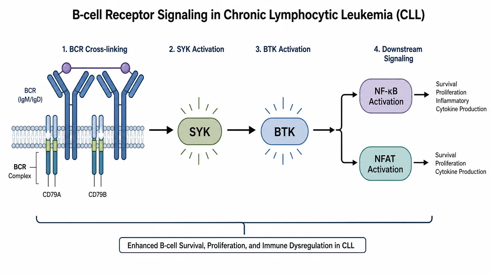 SOHO 2026 BCR-BTK signaling pathway figure: B-cell receptor cross-linking activating SYK and BTK, driving NF-kB and NFAT signaling in CLL and mantle cell lymphoma (Figure generated with SciFig)