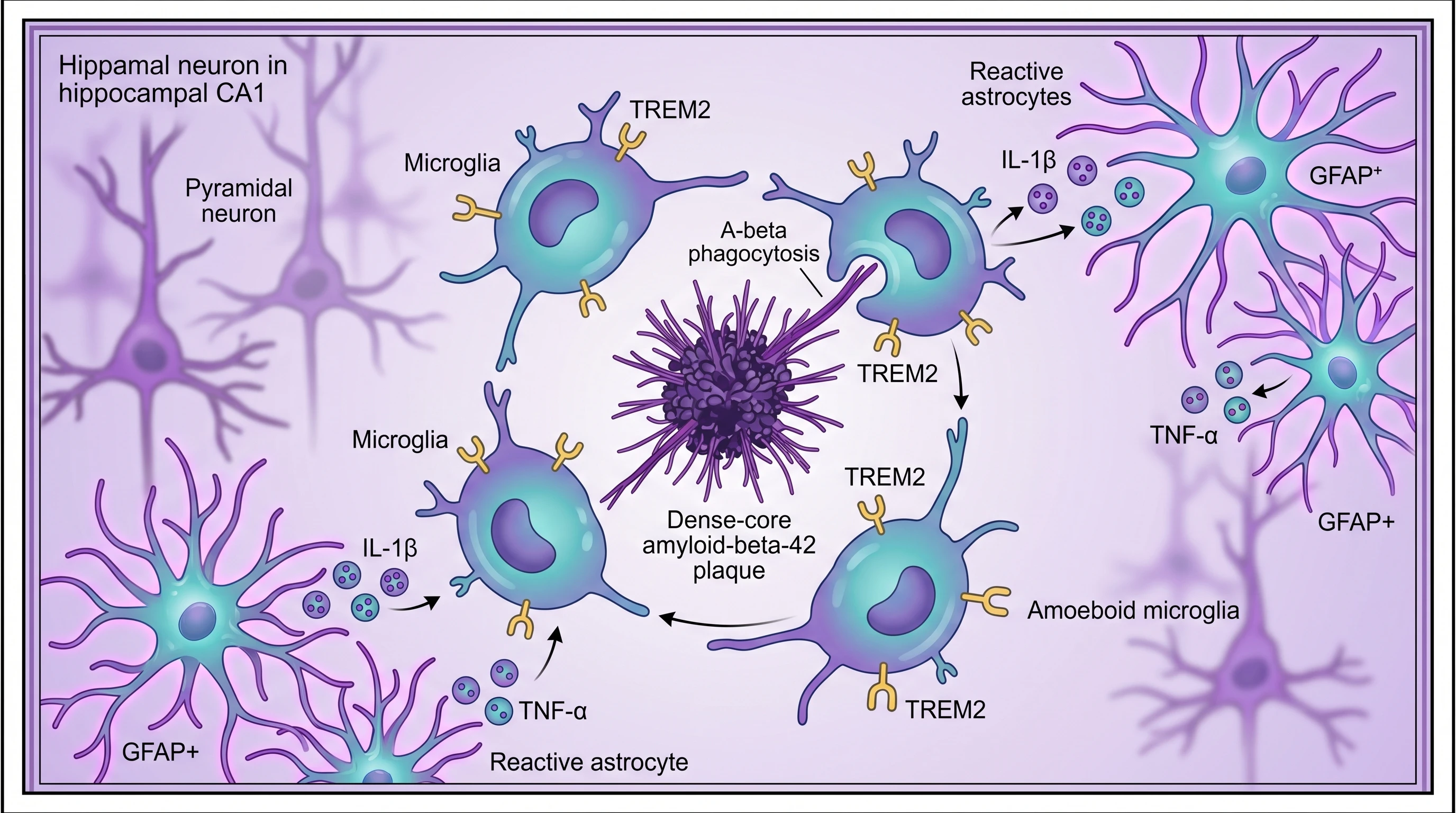 Activated microglia in amoeboid morphology engulfing amyloid-beta plaque with TREM2 receptor, reactive astrocytes, and IL-1β/TNF-α cytokine release (Figure generated with SciFig)
