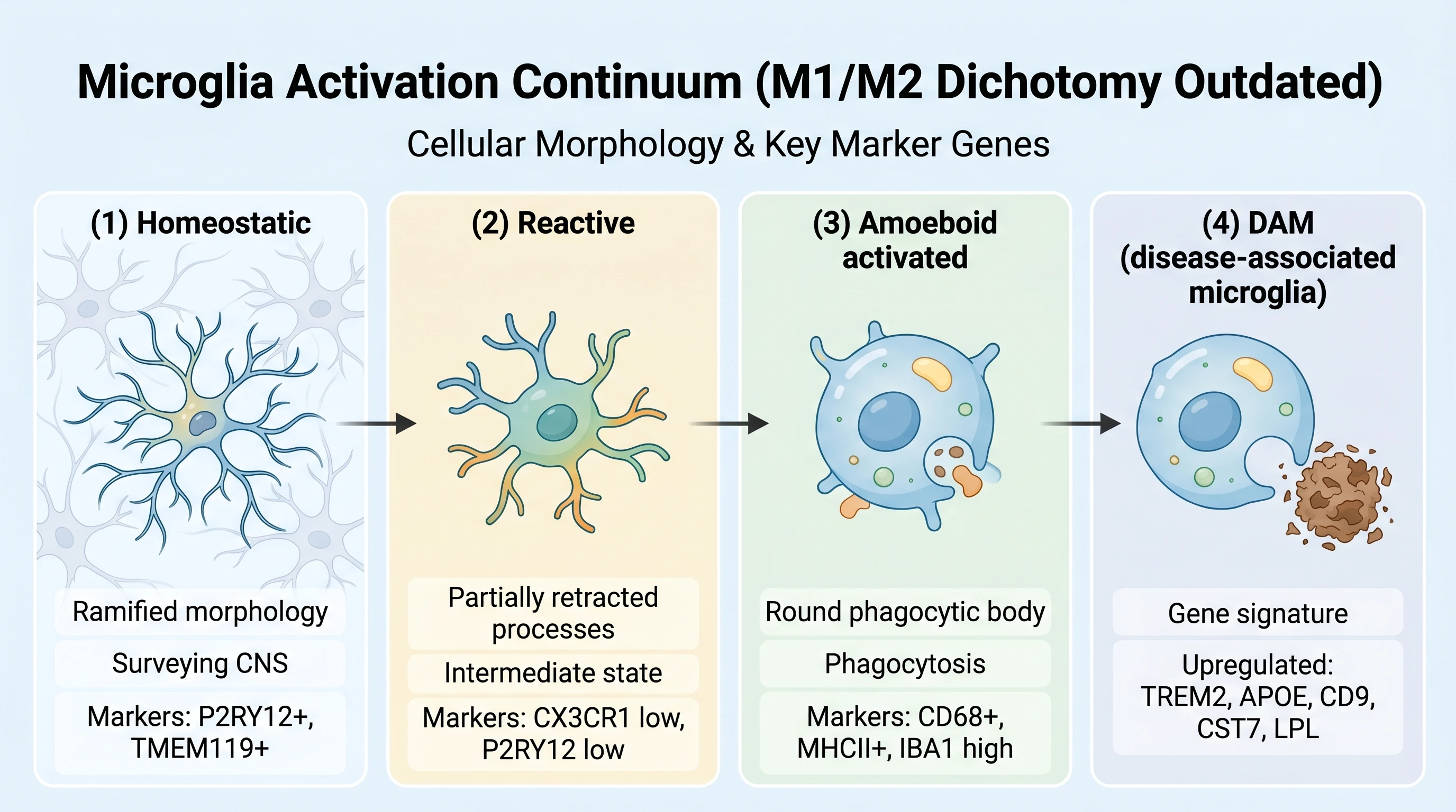 Microglia morphology continuum: ramified homeostatic → reactive → amoeboid → DAM signature with TREM2, APOE, CD9, CST7 markers (Figure generated with SciFig)