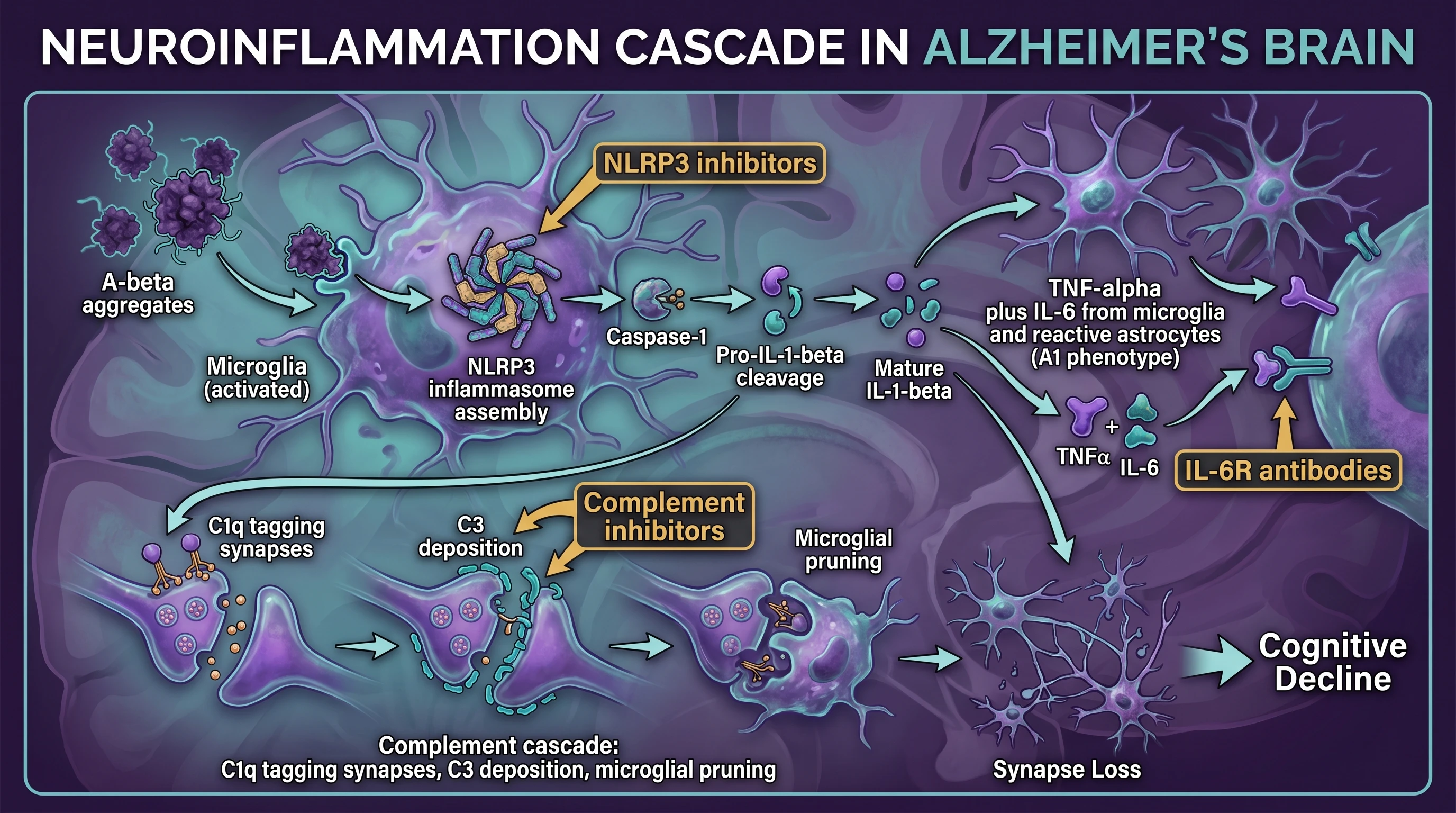 Neuroinflammation cascade: NLRP3 inflammasome activation, caspase-1 cleaves IL-1β, TNF-α/IL-6 amplification, complement C1q/C3 synapse pruning (Figure generated with SciFig)