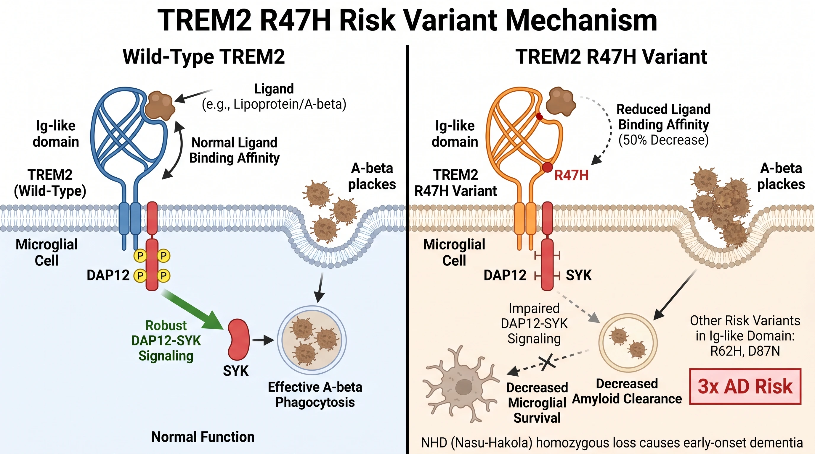 TREM2 R47H loss-of-function: impaired ligand binding vs wild-type, reduced DAP12-SYK signaling, decreased amyloid plaque clearance (Figure generated with SciFig)