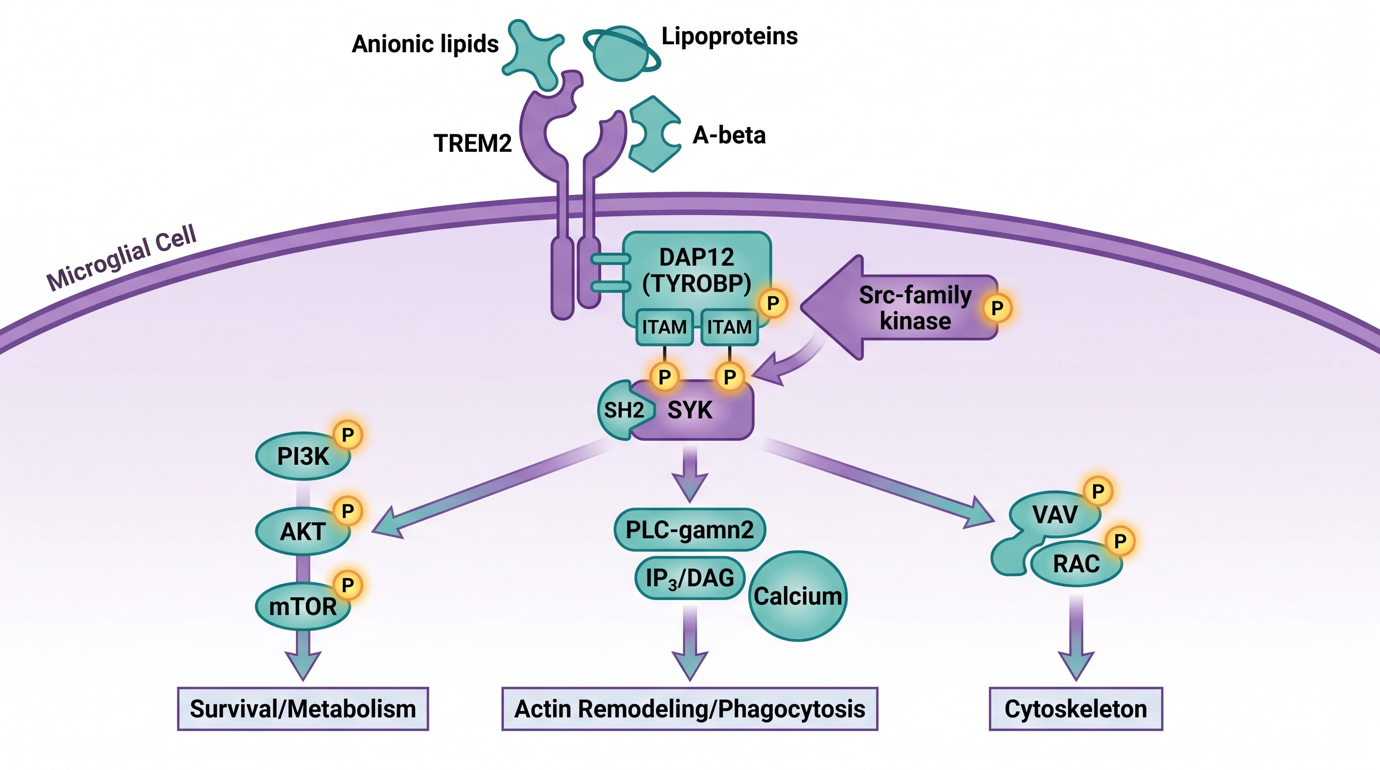 TREM2-DAP12-SYK signaling cascade: ligand binding triggers DAP12 ITAM phosphorylation, SYK recruitment, PI3K/AKT/mTOR + PLCγ2 phagocytosis branches (Figure generated with SciFig)