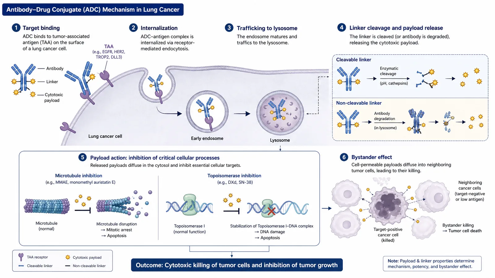 WCLC 2026 antibody-drug conjugate mechanism figure for a lung cancer poster or slide: antibody binding tumor antigen, internalization, linker cleavage, payload release, and bystander effect on neighboring cells (Figure generated with SciFig)