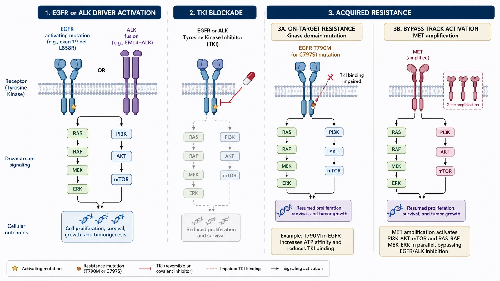 WCLC 2026 EGFR and ALK driver-gene pathway figure for a lung cancer poster: targeted therapy blocking the receptor, downstream signaling, and resistance mutations branching to on-target and off-target mechanisms (Figure generated with SciFig)