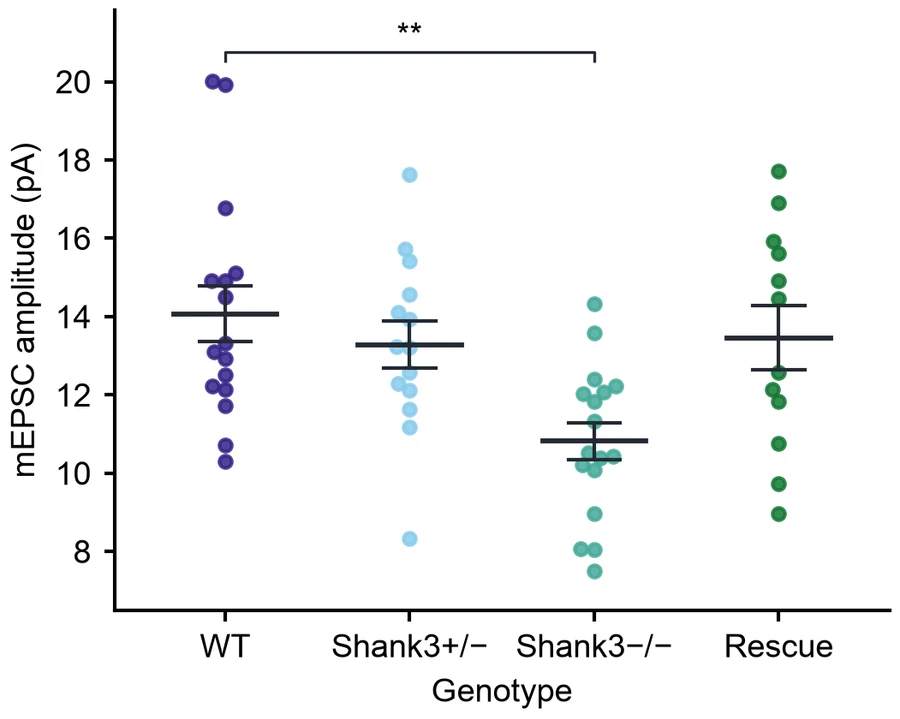 Beeswarm plot — Shank3 synaptic currents