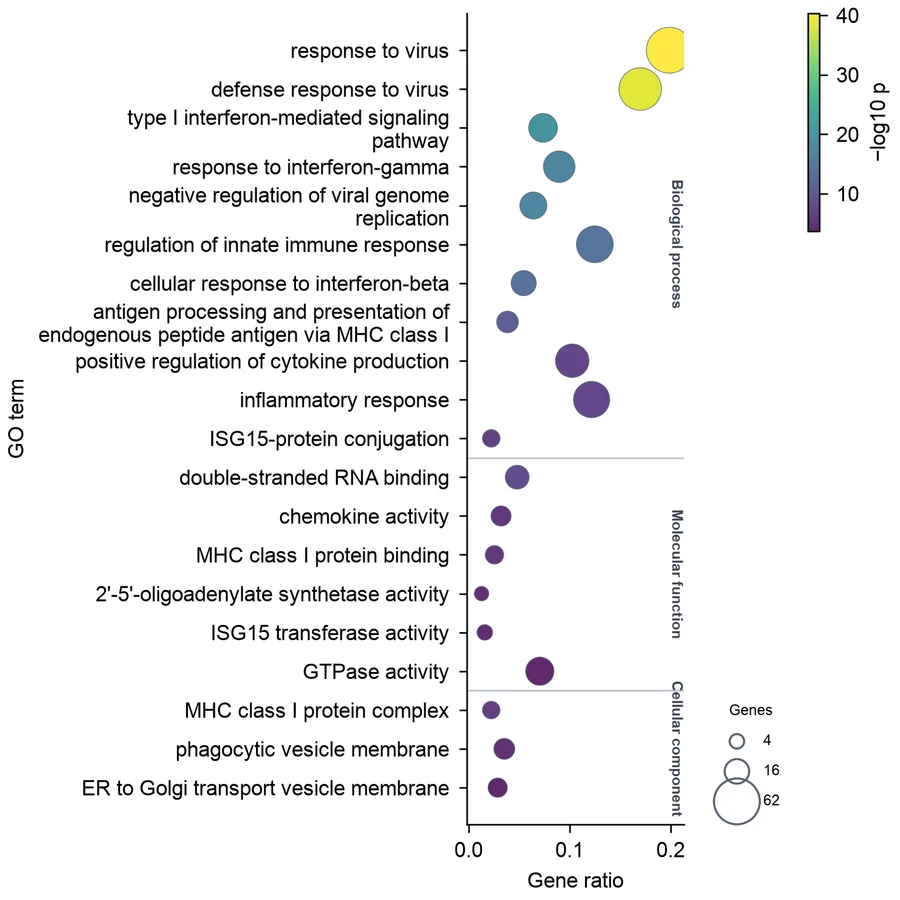 Enrichment plot — Interferon response pathways