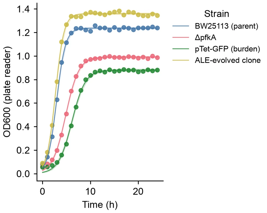Growth curve — Engineered E. coli growth