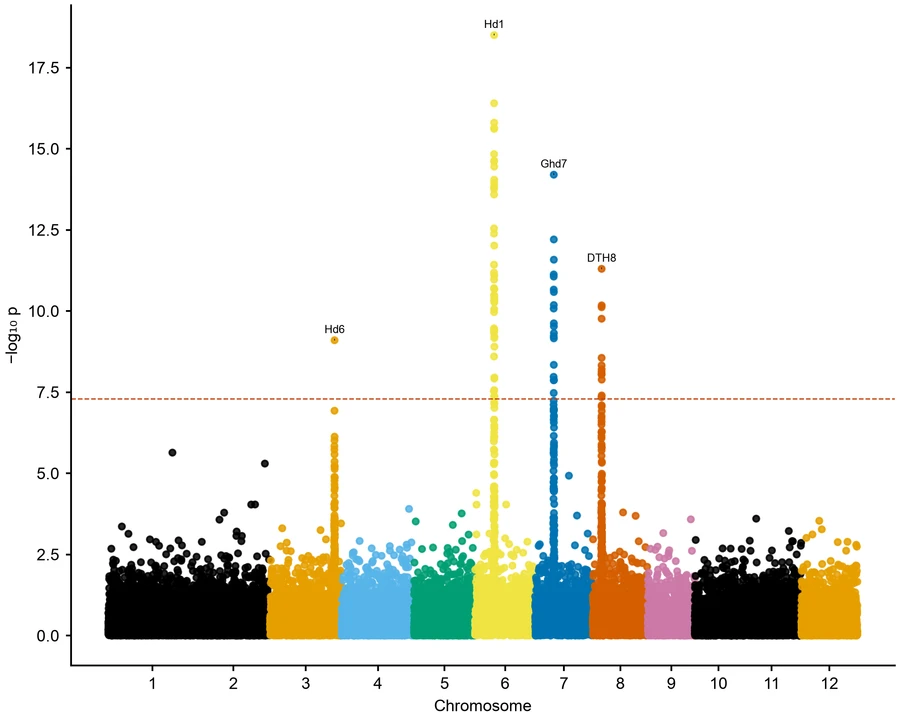 Manhattan plot — Rice flowering GWAS
